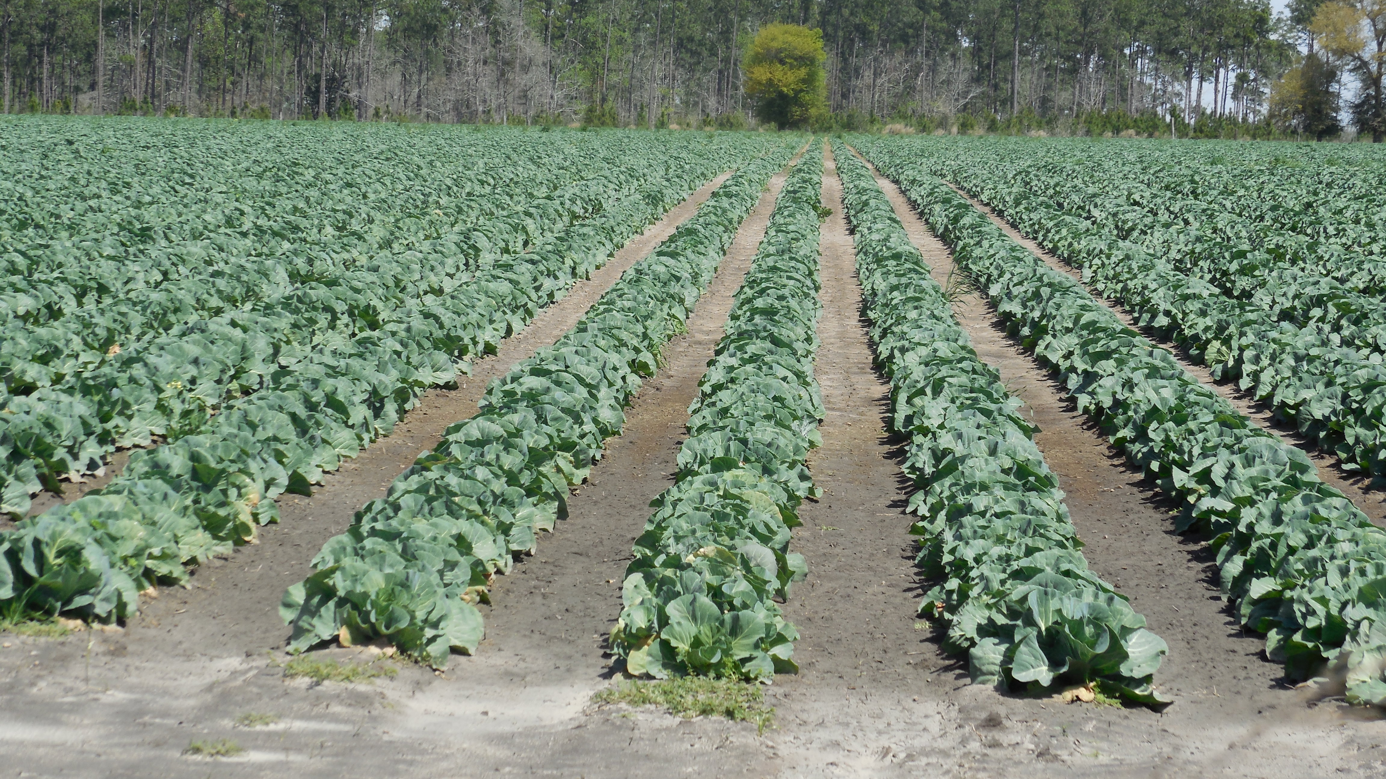 As Florida Veggies Wind Down, Other Eastern Areas are Starting Haul