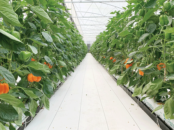 Mexican Greenhouse Grown Produce is Soaring Haul Produce