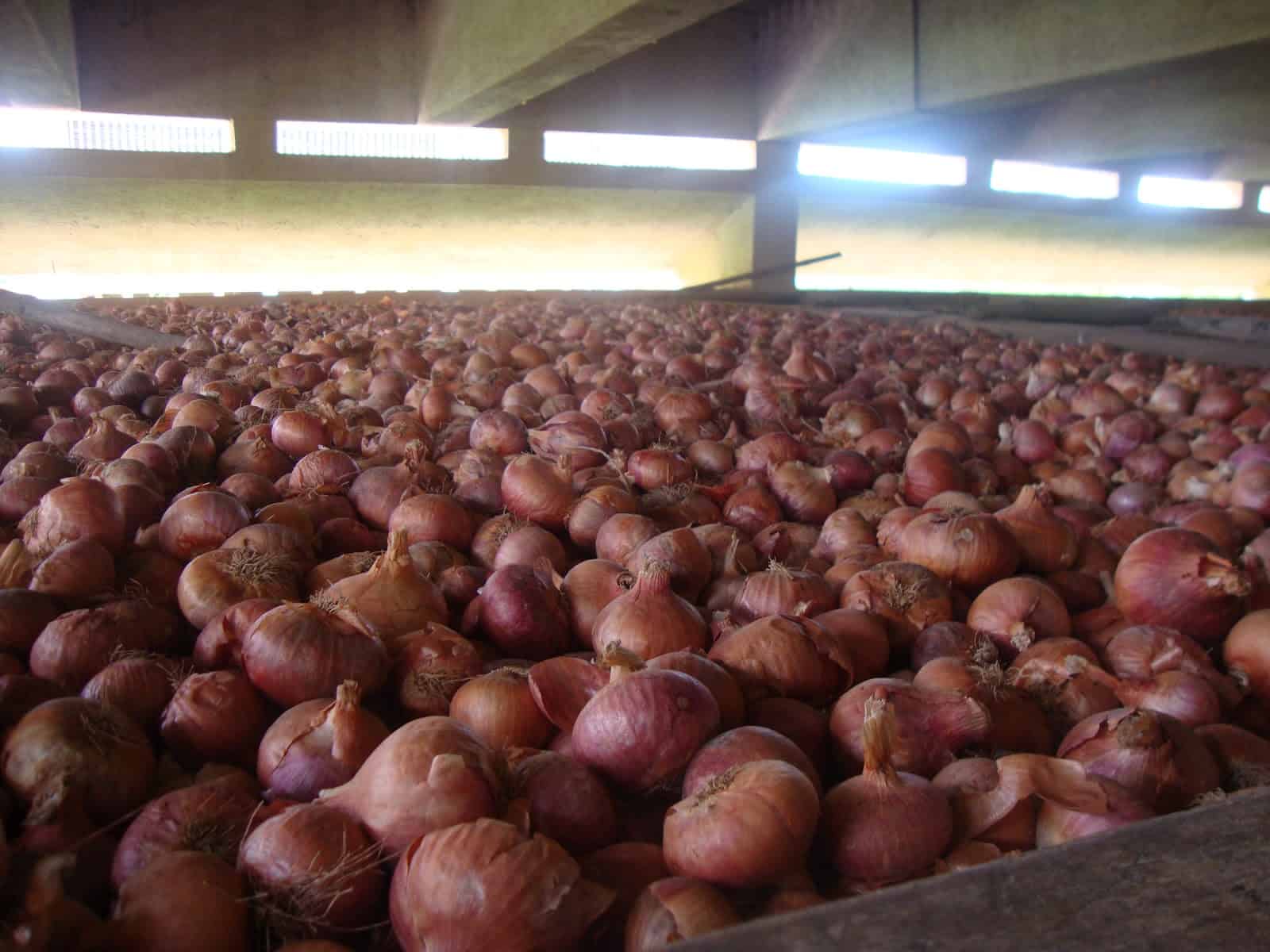 Onions 52 Announces New East Coast Facility in Cincinnati Haul Produce