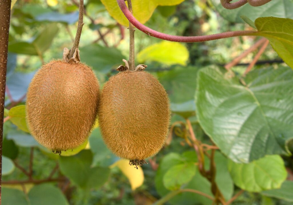 Record Kiwifruit Harvest is Underway in New Zealand - Haul Produce