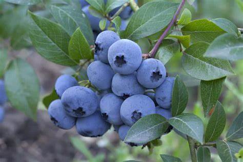 Colombia is Prepared for Big Time Blueberry Export Expansion
